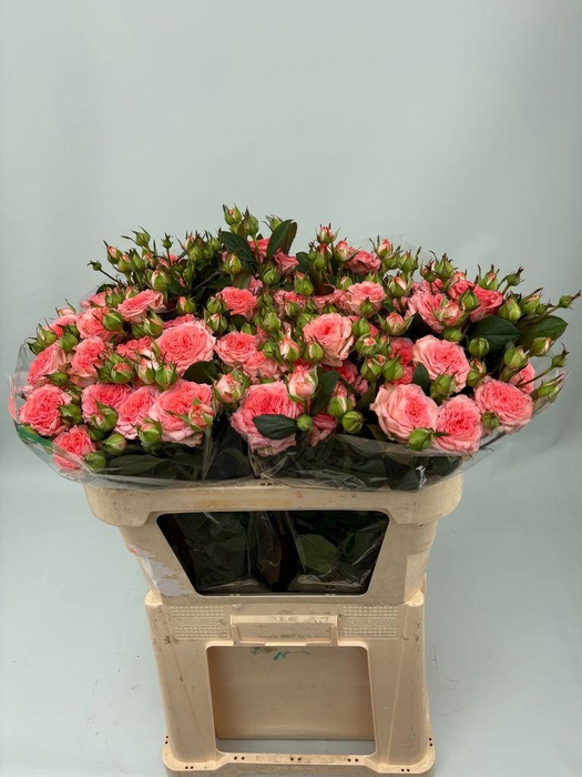 <h4>Rosa spray first date</h4>