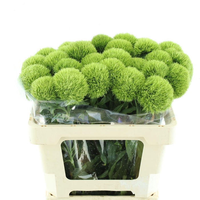<h4>Di Barb Kiwi Mellow Super</h4>