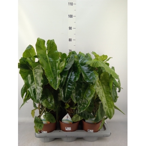 Philodendron   ...