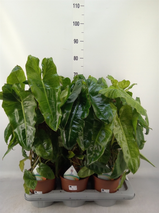 <h4>Philodendron   ...</h4>