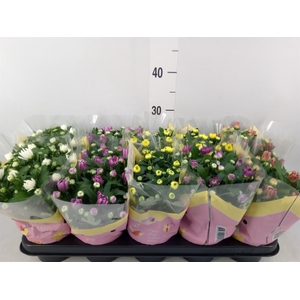 Chrysanthemum   ..rosebud mix
