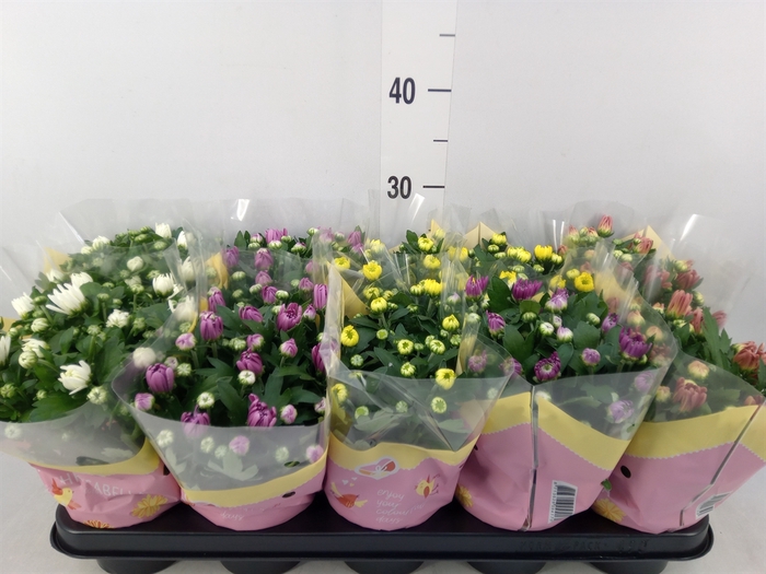 <h4>Chrysanthemum   ..rosebud mix</h4>