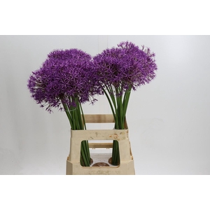 Allium Purple Rain