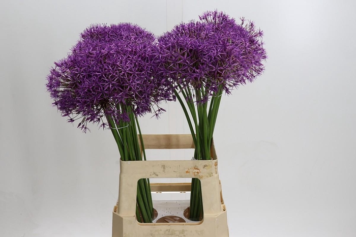 <h4>Allium Purple Rain</h4>