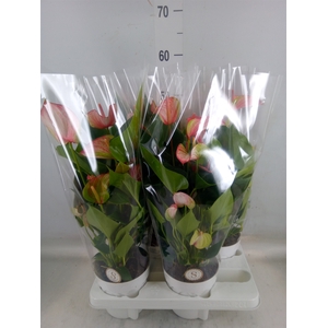 Anthurium andr. 'Livium Red'