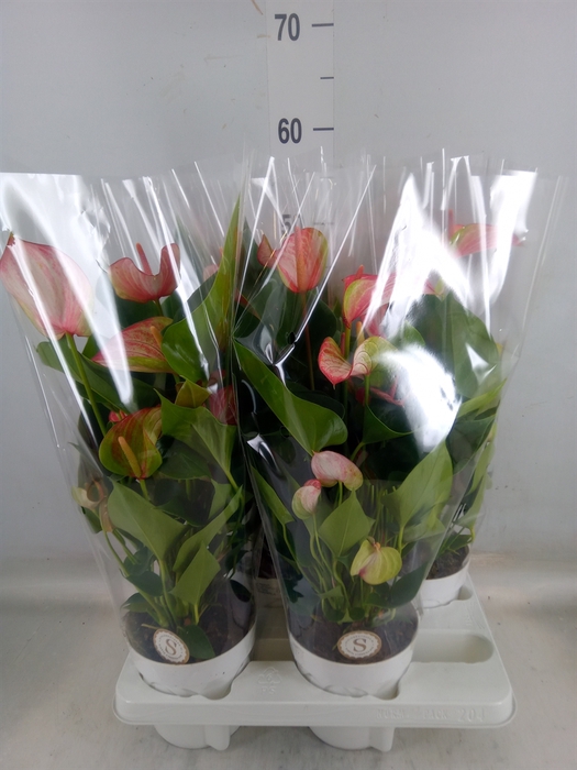 <h4>Anthurium andr. 'Livium Red'</h4>