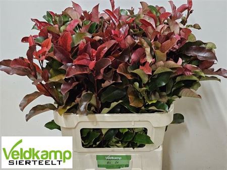 <h4>Photinia X F Purpl Peter Extra</h4>