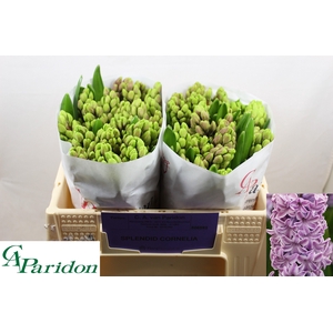 HYAC SPLEND CORNELIA