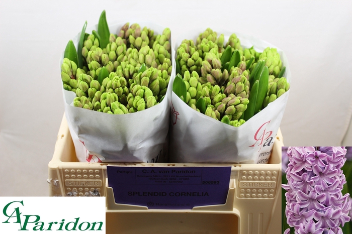 <h4>HYAC SPLEND CORNELIA</h4>