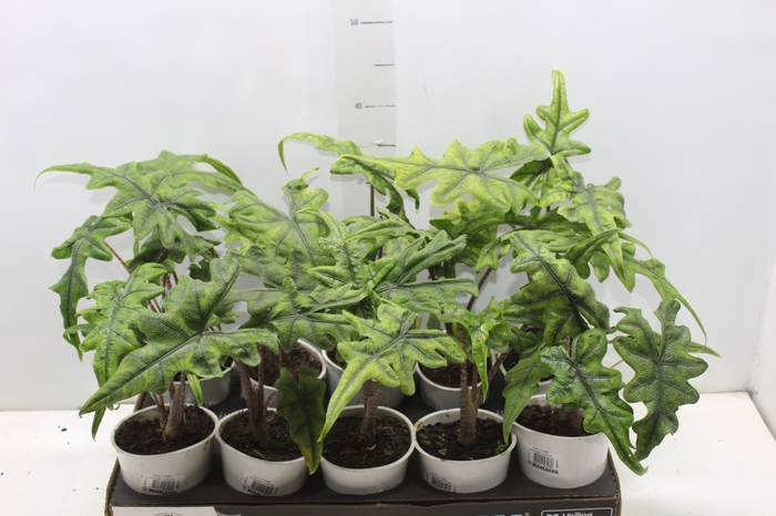 <h4>ALOCASIA JACKLYN P12</h4>