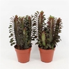 Euphorbia Trigona Rubra