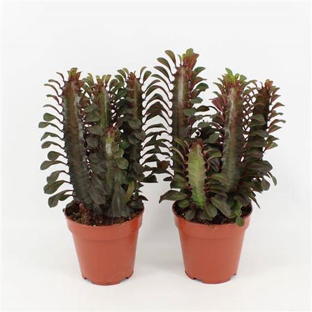 <h4>Euphorbia Trigona Rubra</h4>