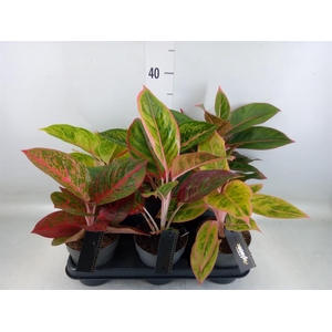 Aglaonema   ...