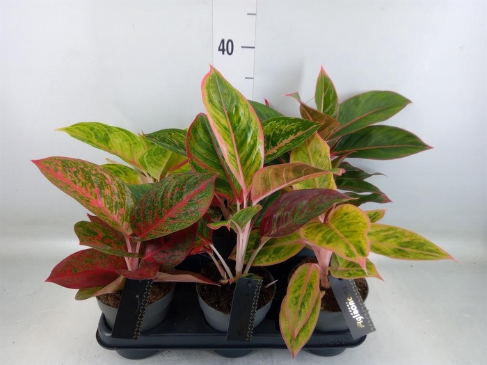 <h4>Aglaonema   ...</h4>