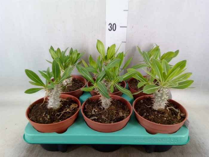 <h4>Pachypodium   ...</h4>