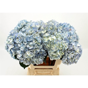 Hydr M Lavendel Natural