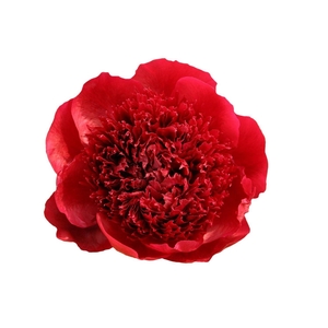 PAEONIA HYBR. 'RED CHARM'