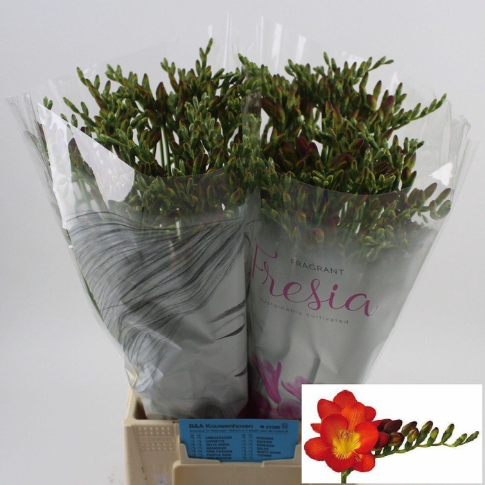 <h4>Freesia enk Red Baron</h4>