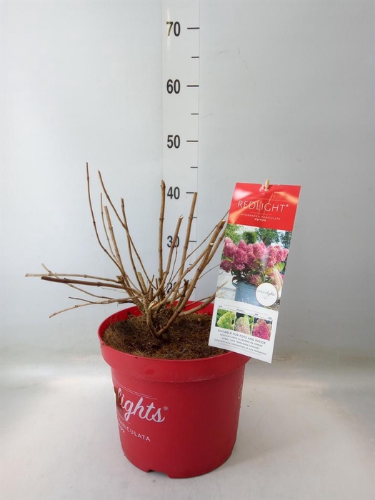 <h4>Hydrangea pan.</h4>