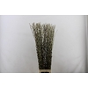 Salix Caprea Snow Flake Premium