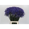 Agapanthus Dr Brouwer