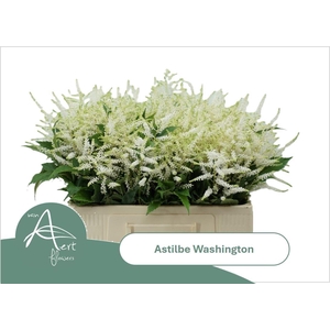 ASTIL JA WASHINGTON