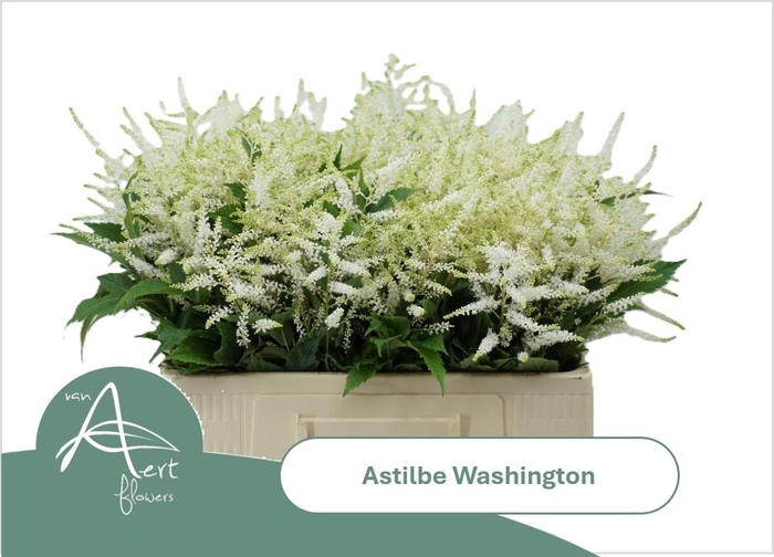 <h4>ASTIL JA WASHINGTON</h4>