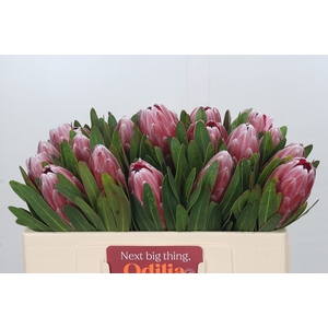 Protea Pink Ice