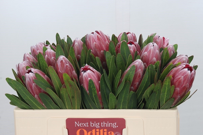 <h4>Protea Pink Ice</h4>