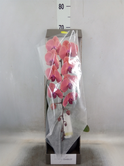 <h4>Phalaenopsis   ...orange</h4>