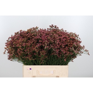 Limonium Sinense China Red