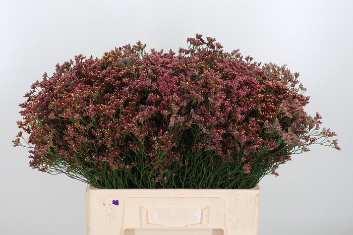 <h4>Limonium Sinense China Red</h4>