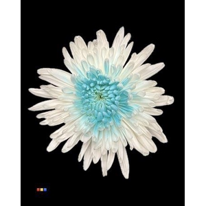 Chr G Ana White + Light Blue