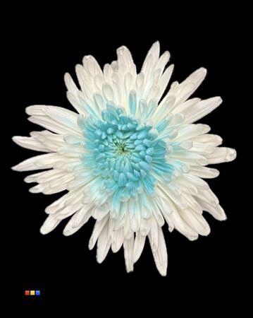 <h4>Chr G Ana White + Light Blue</h4>