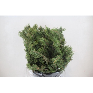 Pinus Mugo 300gr P Bunch