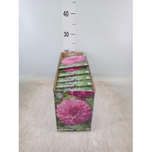 Dahlia   ...flowerbulbs