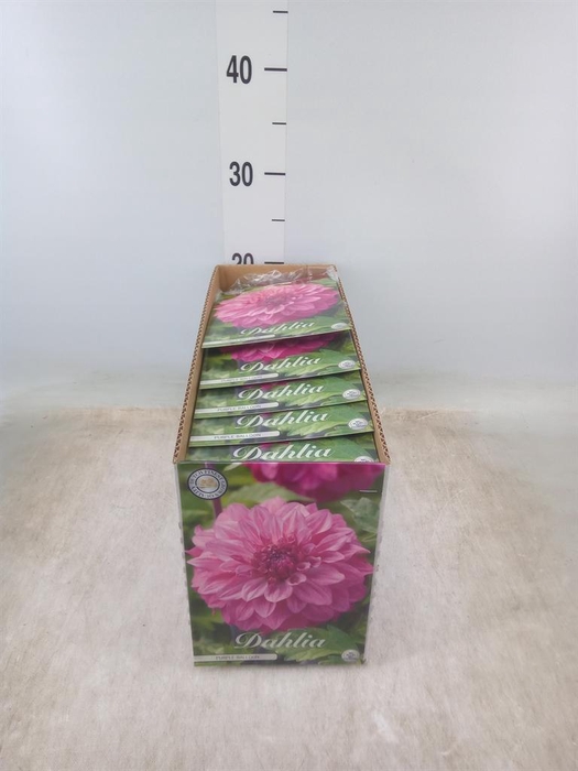 <h4>Dahlia   ...flowerbulbs</h4>