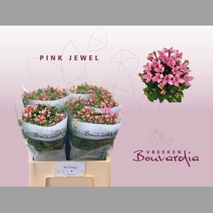 BOU EN PINK JEWEL