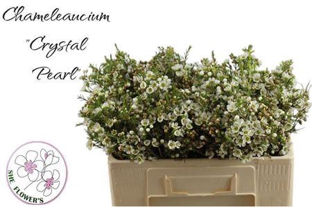 <h4>Chame Crystal Pearl</h4>