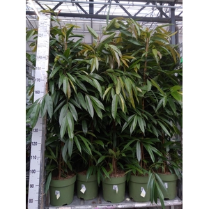 Ficus binn. 'Amstel King'