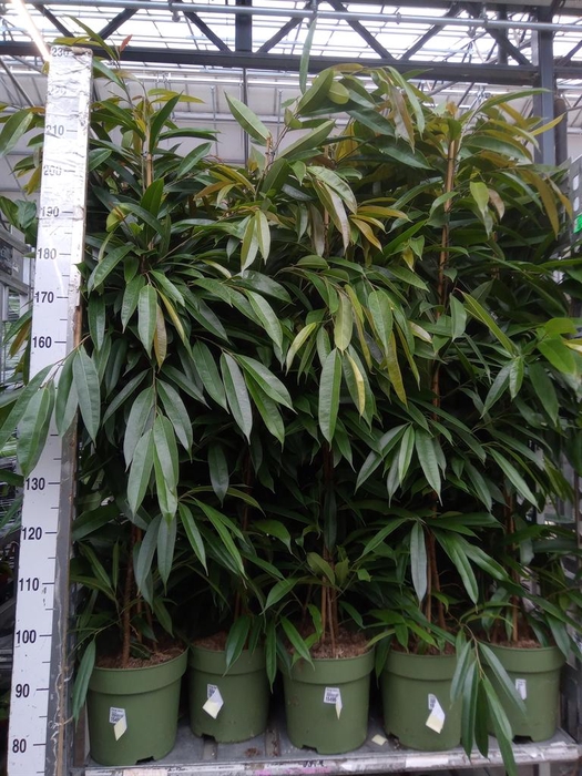 <h4>Ficus binn. 'Amstel King'</h4>
