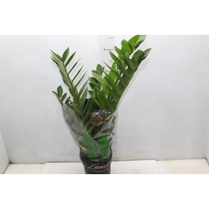 ZAMIOCULCAS PREMIUM P17 PREMIUM