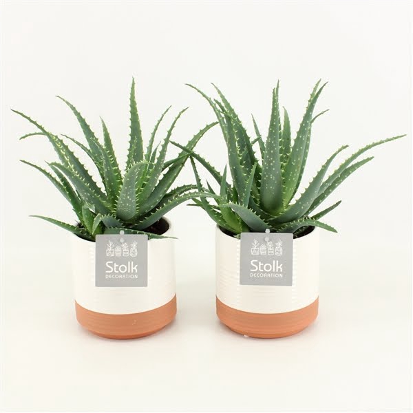 <h4>Aloe Arborescens in Milou Keramiek</h4>