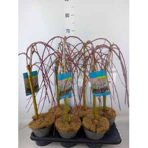 Salix caprea 'Kilmarnock'