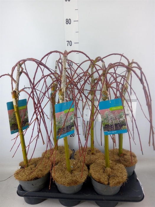 <h4>Salix caprea 'Kilmarnock'</h4>