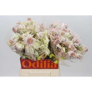 Blushing Bride 4/6 Flowers