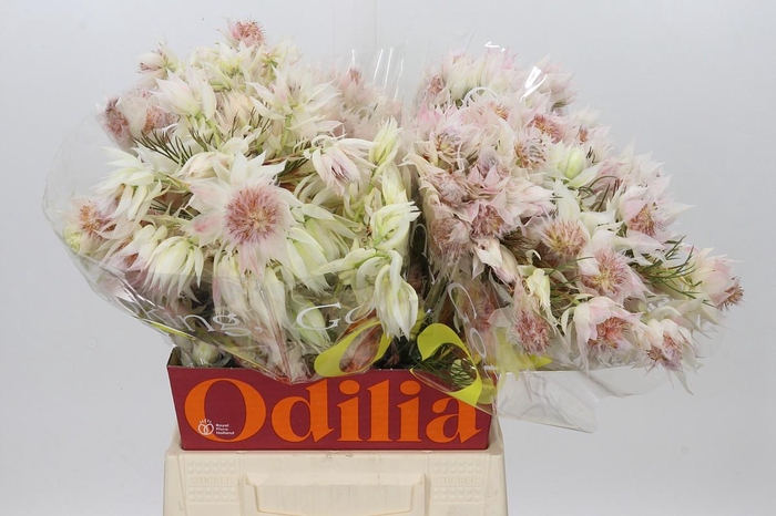 <h4>Blushing Bride 4/6 Flowers</h4>
