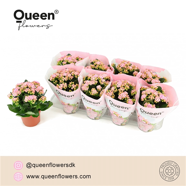 <h4>Kalanchoe double More Flowers Lillian</h4>