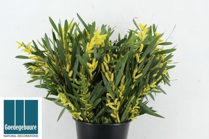 <h4>DECOGROEN OV</h4>