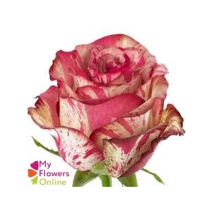 R Gr Magic Times Bicolor 60cm EC